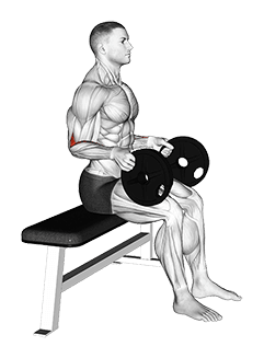 Weighted Seated Neutral Wrist Curl exercise demonstration for Forearms, Weighted