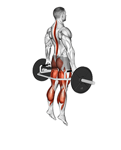 Trap Bar Jump Squat exercise demonstration for Hips, Body weight