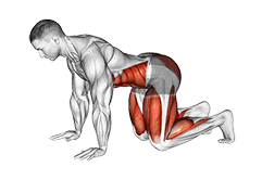 Bear Plank exercise demonstration for Waist, Body weight