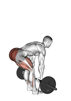 Barbell Banded Romanian Deadlift exercise demonstration for Hips, Barbell
