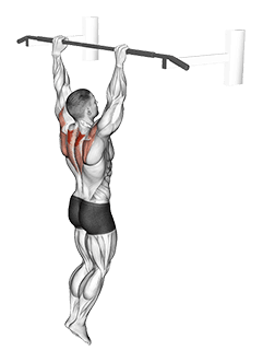Hanging Scapular Shrug exercise demonstration for Back, Body weight