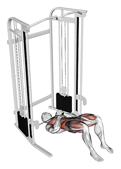 Cable Pallof Press with Glute Bridge exercise demonstration for Waist, Cable