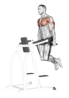 Band Assisted Dip exercise demonstration for Back, Band