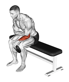 Weighted Seated One Arm Reverse Wrist Curl exercise demonstration for Forearms, Weighted