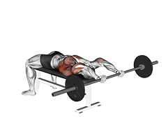 Barbell Pullover exercise demonstration for Back, Barbell