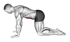 Abdominal 4 points exercise demonstration for Waist, Body weight