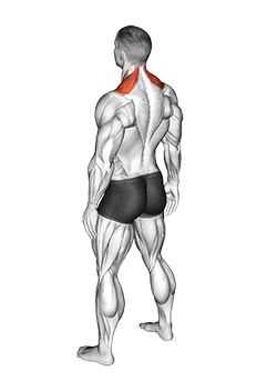 Bodyweight Shrug exercise demonstration for Back, Body weight