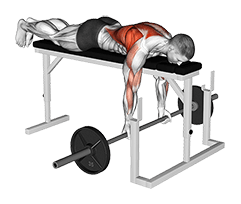 Barbell Lying Close-Grip Underhand Row on Rack exercise demonstration for Back, Barbell