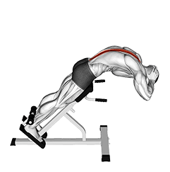 45 degrees Back Extension exercise demonstration for Hips, Body weight