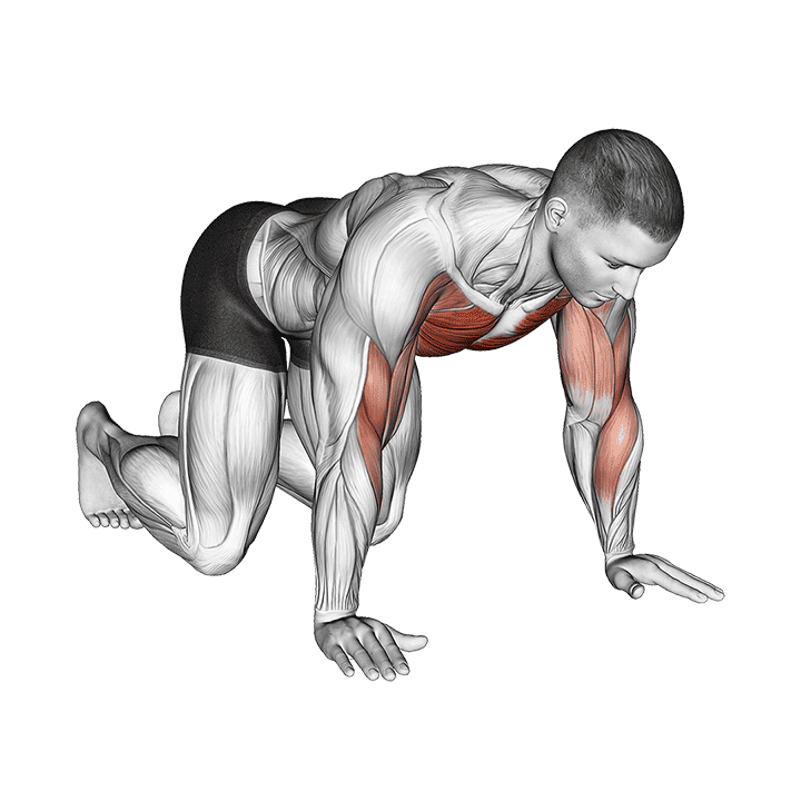 Kneeling Shoulder Tap exercise demonstration