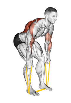 Resistance Band Bent Over Neutral Grip Row exercise demonstration