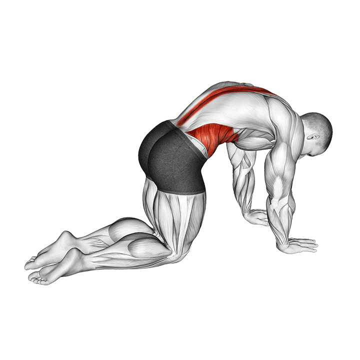 Cat Cow Stretch exercise demonstration