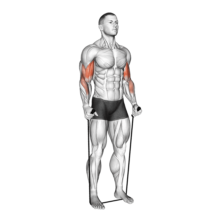 Band Standing Hammer Curl exercise demonstration