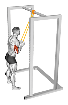 Resistance Band Triceps Pushdown exercise demonstration for Triceps, and Upper Arms, Resistance Band