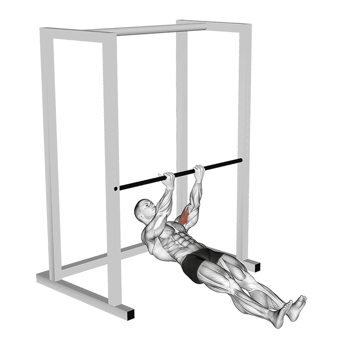 Bar Biceps Curl exercise demonstration