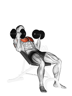 Dumbbell Incline Palm-in Press demonstration
