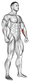 Body muscle. Side front view demonstration