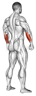 Body muscle. Side back view demonstration