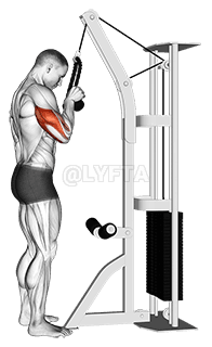 Cable Standing One Arm Tricep Pushdown demonstration