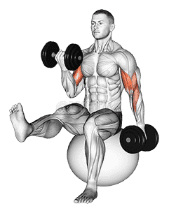 Dumbbell Alternating Bicep Curl with Leg Raised on Exercise Ball demonstration