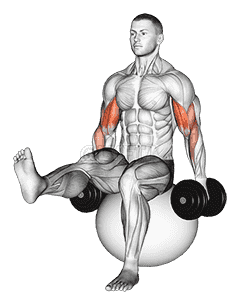 Dumbbell Bicep Curl on Exercise Ball with Leg Raised demonstration