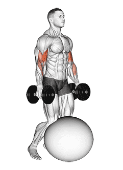 Dumbbell Kneeling Bicep Curl Exercise Ball demonstration