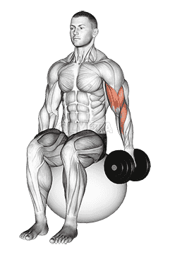 Dumbbell One Arm Seated Bicep Curl on Exercise Ball demonstration