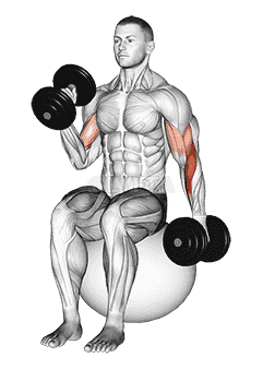 Dumbbell Seated Alternate Hammer Curl on Exercise Ball demonstration