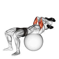 Exercise Ball Supine Triceps Extension demonstration