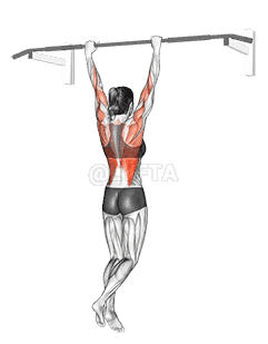 Rocky Pull Up Pulldown demonstration