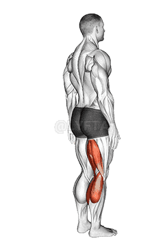 Knee - Flexion - Articulations demonstration