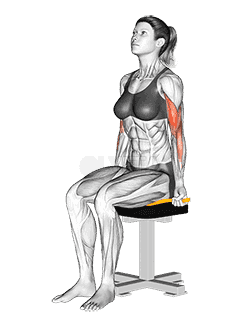 Resistance Band Seated Biceps Curl demonstration