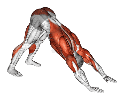 Downward Facing Dog demonstration