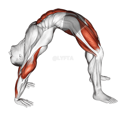Bridge Pose Yoga Stretch demonstration