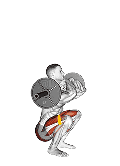 Barbell Front Chest Squat with Resistance Band demonstration