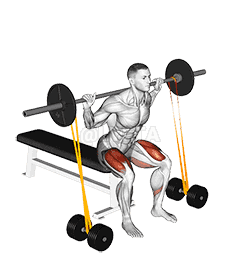 Barbell Banded Bench Squat demonstration